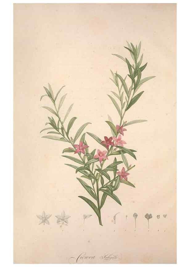 Reproducción/Reproduction 49499363536: Jardin de la Malmaison. A Paris :De l'imprimerie de Crapelet, et se trouve chez l'auteur ...,1803-1804.. 