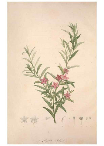 Reproducción/Reproduction 49499363536: Jardin de la Malmaison. A Paris :De l'imprimerie de Crapelet, et se trouve chez l'auteur ...,1803-1804.. 