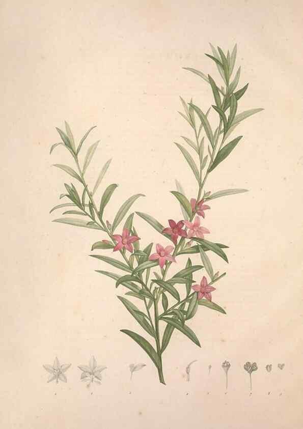 Reproducción/Reproduction 49499363536: Jardin de la Malmaison. A Paris :De l'imprimerie de Crapelet, et se trouve chez l'auteur ...,1803-1804.. 