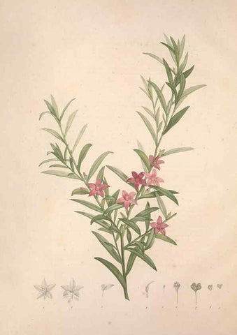 Reproducción/Reproduction 49499363536: Jardin de la Malmaison. A Paris :De l'imprimerie de Crapelet, et se trouve chez l'auteur ...,1803-1804.. 
