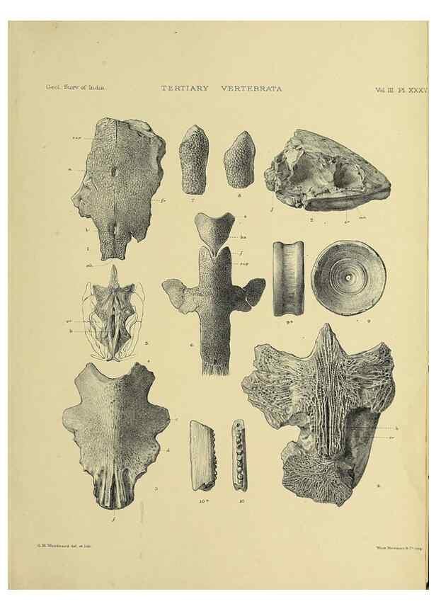 Reproducción/Reproduction 49498856597: Indian Tertiary and post Tertiary Vertebrata.. Calcutta :Geological Survey Office [etc., etc.],1874-1902.. 