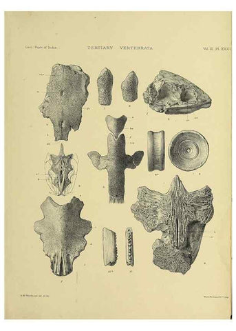 Reproducción/Reproduction 49498856597: Indian Tertiary and post Tertiary Vertebrata.. Calcutta :Geological Survey Office [etc., etc.],1874-1902.. 