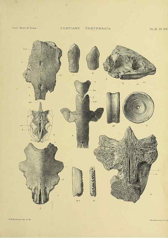 Reproducción/Reproduction 49498856597: Indian Tertiary and post Tertiary Vertebrata.. Calcutta :Geological Survey Office [etc., etc.],1874-1902.. 