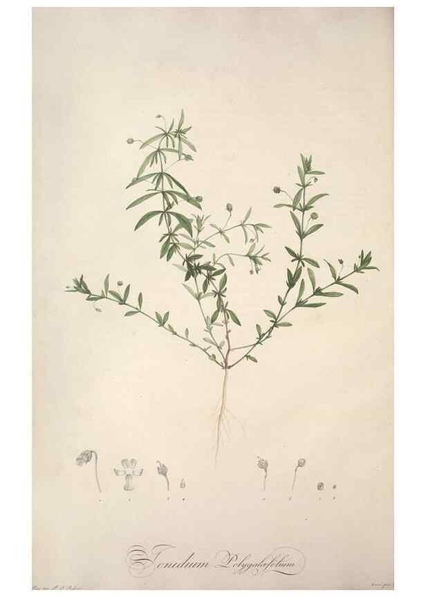 Reproducción/Reproduction 49498869733: Jardin de la Malmaison. A Paris :De l'imprimerie de Crapelet, et se trouve chez l'auteur ...,1803-1804.. 