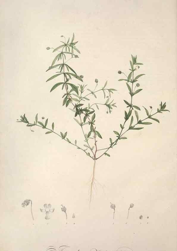 Reproducción/Reproduction 49498869733: Jardin de la Malmaison. A Paris :De l'imprimerie de Crapelet, et se trouve chez l'auteur ...,1803-1804.. 