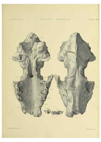 Reproducción/Reproduction 49498777517: Indian Tertiary and post Tertiary Vertebrata.. Calcutta :Geological Survey Office [etc., etc.],1874-1902.. 