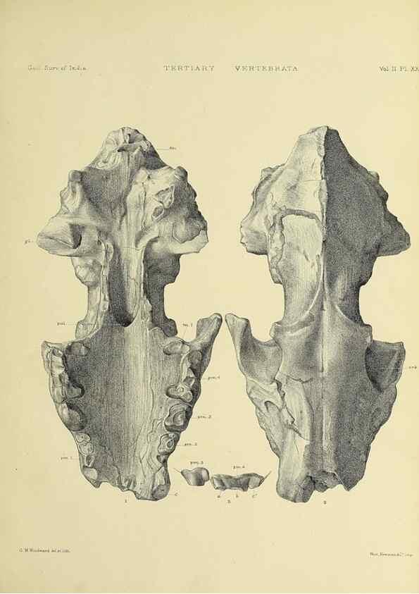 Reproducción/Reproduction 49498777517: Indian Tertiary and post Tertiary Vertebrata.. Calcutta :Geological Survey Office [etc., etc.],1874-1902.. 