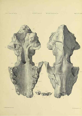 Reproducción/Reproduction 49498777517: Indian Tertiary and post Tertiary Vertebrata.. Calcutta :Geological Survey Office [etc., etc.],1874-1902.. 