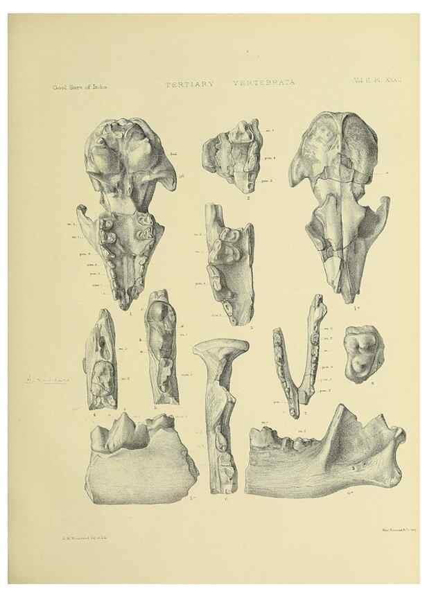 Reproducción/Reproduction 49498054238: Indian Tertiary and post Tertiary Vertebrata.. Calcutta :Geological Survey Office [etc., etc.],1874-1902.. 