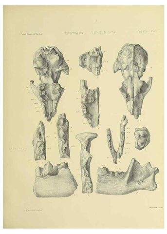 Reproducción/Reproduction 49498054238: Indian Tertiary and post Tertiary Vertebrata.. Calcutta :Geological Survey Office [etc., etc.],1874-1902.. 