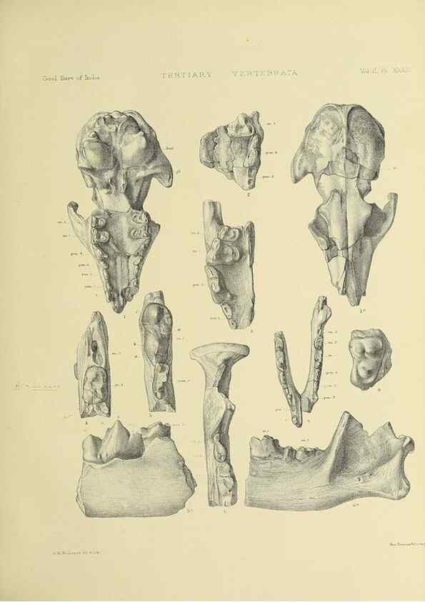 Reproducción/Reproduction 49498054238: Indian Tertiary and post Tertiary Vertebrata.. Calcutta :Geological Survey Office [etc., etc.],1874-1902.. 