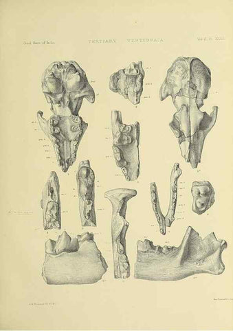 Reproducción/Reproduction 49498054238: Indian Tertiary and post Tertiary Vertebrata.. Calcutta :Geological Survey Office [etc., etc.],1874-1902.. 