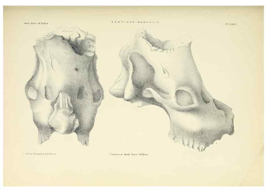 Reproducción/Reproduction 49498698227: Indian Tertiary and post Tertiary Vertebrata.. Calcutta :Geological Survey Office [etc., etc.],1874-1902.. 