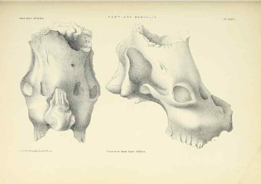 Reproducción/Reproduction 49498698227: Indian Tertiary and post Tertiary Vertebrata.. Calcutta :Geological Survey Office [etc., etc.],1874-1902.. 