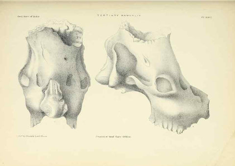 Reproducción/Reproduction 49498698227: Indian Tertiary and post Tertiary Vertebrata.. Calcutta :Geological Survey Office [etc., etc.],1874-1902.. 