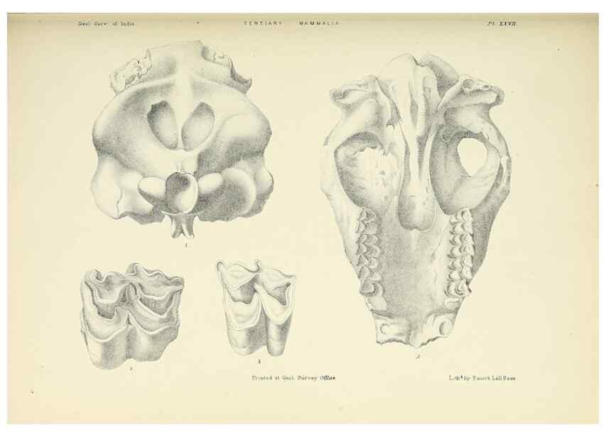 Reproducción/Reproduction 49497976283: Indian Tertiary and post Tertiary Vertebrata.. Calcutta :Geological Survey Office [etc., etc.],1874-1902.. 