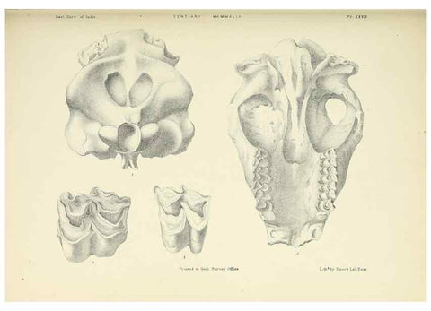 Reproducción/Reproduction 49497976283: Indian Tertiary and post Tertiary Vertebrata.. Calcutta :Geological Survey Office [etc., etc.],1874-1902.. 