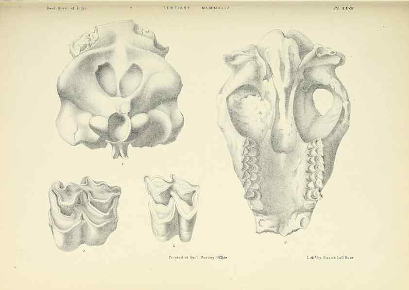 Reproducción/Reproduction 49497976283: Indian Tertiary and post Tertiary Vertebrata.. Calcutta :Geological Survey Office [etc., etc.],1874-1902.. 