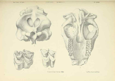Reproducción/Reproduction 49497976283: Indian Tertiary and post Tertiary Vertebrata.. Calcutta :Geological Survey Office [etc., etc.],1874-1902.. 
