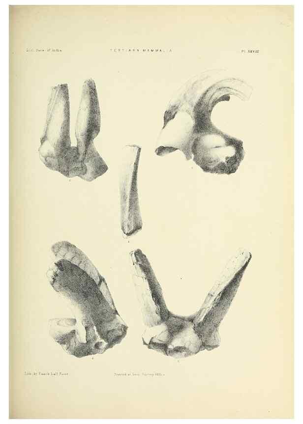 Reproducción/Reproduction 49498472486: Indian Tertiary and post Tertiary Vertebrata.. Calcutta :Geological Survey Office [etc., etc.],1874-1902.. 
