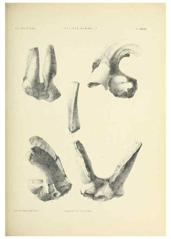 Reproducción/Reproduction 49498472486: Indian Tertiary and post Tertiary Vertebrata.. Calcutta :Geological Survey Office [etc., etc.],1874-1902.. 