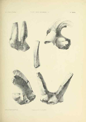 Reproducción/Reproduction 49498472486: Indian Tertiary and post Tertiary Vertebrata.. Calcutta :Geological Survey Office [etc., etc.],1874-1902.. 