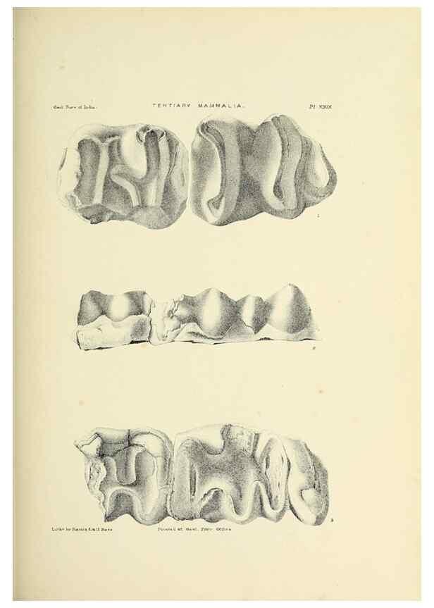 Reproducción/Reproduction 49498699582: Indian Tertiary and post Tertiary Vertebrata.. Calcutta :Geological Survey Office [etc., etc.],1874-1902.. 