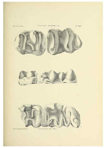 Reproducción/Reproduction 49498699582: Indian Tertiary and post Tertiary Vertebrata.. Calcutta :Geological Survey Office [etc., etc.],1874-1902.. 