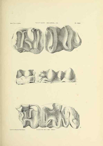 Reproducción/Reproduction 49498699582: Indian Tertiary and post Tertiary Vertebrata.. Calcutta :Geological Survey Office [etc., etc.],1874-1902.. 