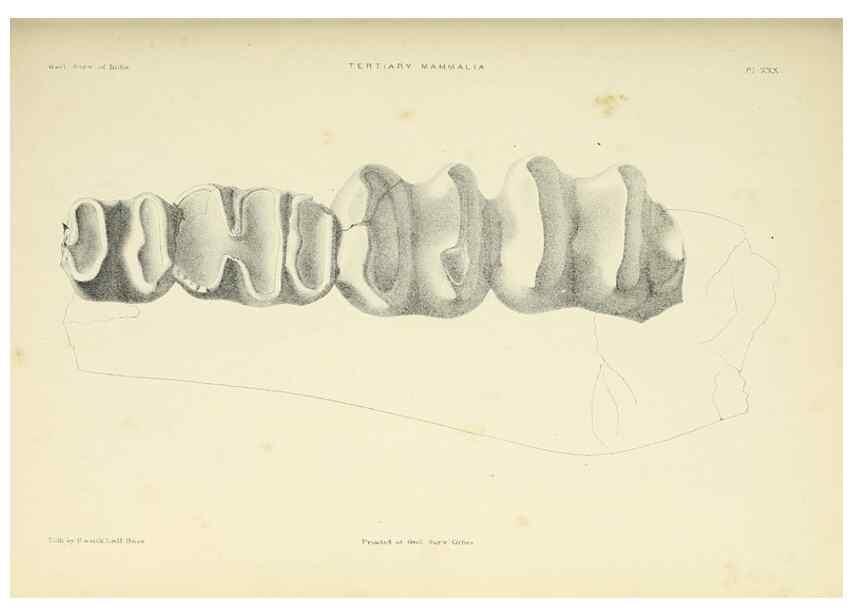 Reproducción/Reproduction 49498700002: Indian Tertiary and post Tertiary Vertebrata.. Calcutta :Geological Survey Office [etc., etc.],1874-1902.. 