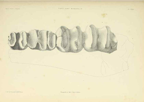 Reproducción/Reproduction 49498700002: Indian Tertiary and post Tertiary Vertebrata.. Calcutta :Geological Survey Office [etc., etc.],1874-1902.. 