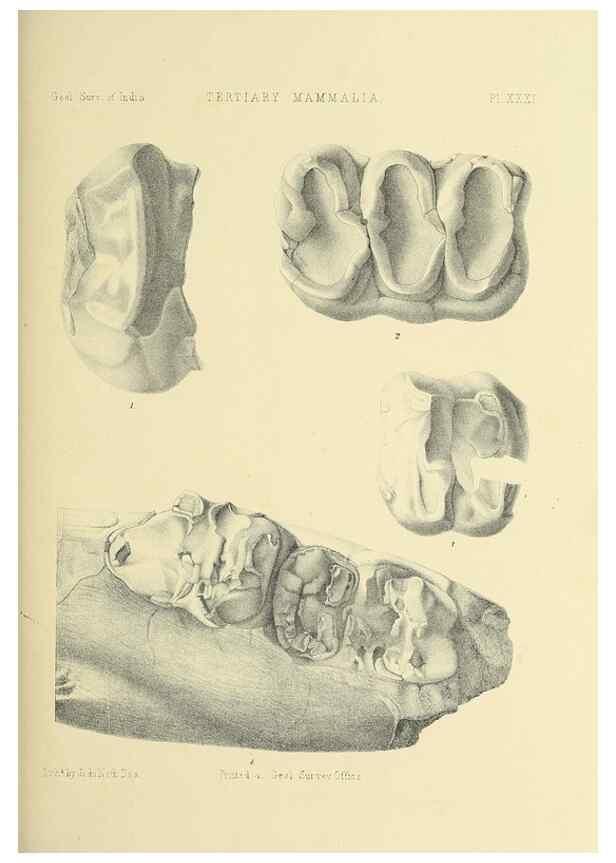 Reproducción/Reproduction 49497978003: Indian Tertiary and post Tertiary Vertebrata.. Calcutta :Geological Survey Office [etc., etc.],1874-1902.. 