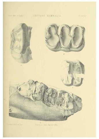 Reproducción/Reproduction 49497978003: Indian Tertiary and post Tertiary Vertebrata.. Calcutta :Geological Survey Office [etc., etc.],1874-1902.. 