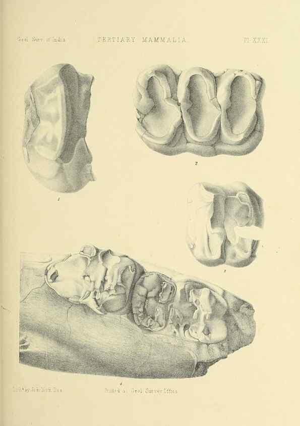 Reproducción/Reproduction 49497978003: Indian Tertiary and post Tertiary Vertebrata.. Calcutta :Geological Survey Office [etc., etc.],1874-1902.. 