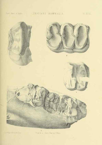 Reproducción/Reproduction 49497978003: Indian Tertiary and post Tertiary Vertebrata.. Calcutta :Geological Survey Office [etc., etc.],1874-1902.. 