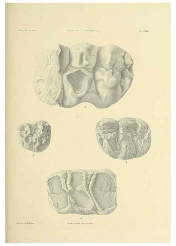 Reproducción/Reproduction 49497978318: Indian Tertiary and post Tertiary Vertebrata.. Calcutta :Geological Survey Office [etc., etc.],1874-1902.. 