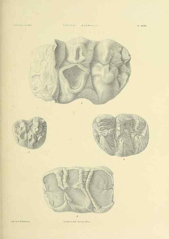 Reproducción/Reproduction 49497978318: Indian Tertiary and post Tertiary Vertebrata.. Calcutta :Geological Survey Office [etc., etc.],1874-1902.. 