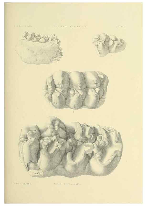 Reproducción/Reproduction 49497978618: Indian Tertiary and post Tertiary Vertebrata.. Calcutta :Geological Survey Office [etc., etc.],1874-1902.. 
