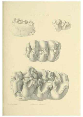 Reproducción/Reproduction 49497978618: Indian Tertiary and post Tertiary Vertebrata.. Calcutta :Geological Survey Office [etc., etc.],1874-1902.. 