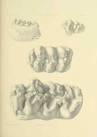 Reproducción/Reproduction 49497978618: Indian Tertiary and post Tertiary Vertebrata.. Calcutta :Geological Survey Office [etc., etc.],1874-1902.. 