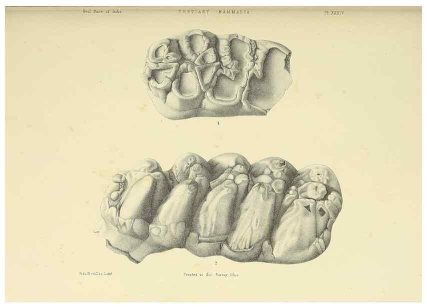 Reproducción/Reproduction 49498701242: Indian Tertiary and post Tertiary Vertebrata.. Calcutta :Geological Survey Office [etc., etc.],1874-1902.. 