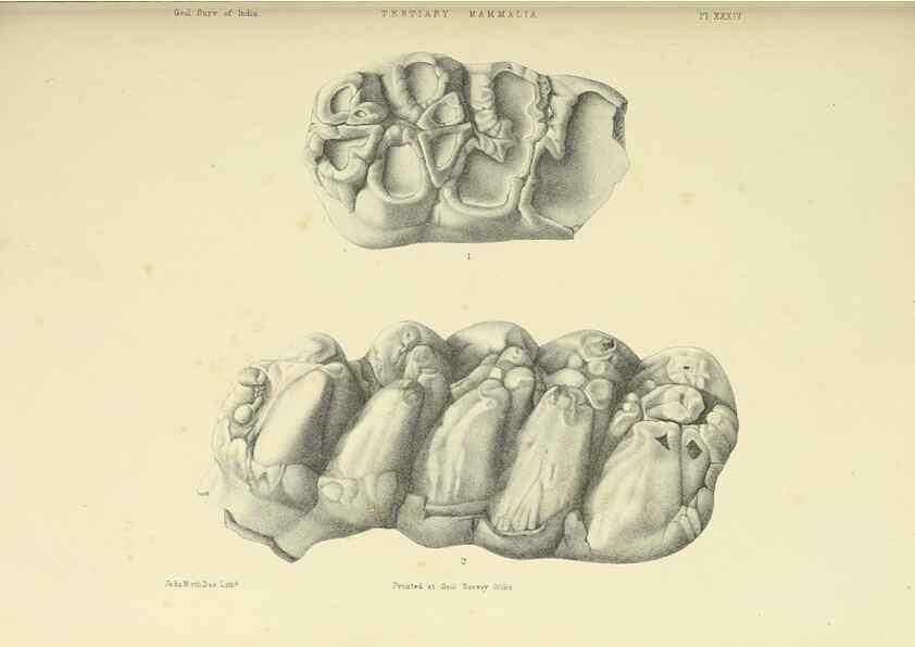 Reproducción/Reproduction 49498701242: Indian Tertiary and post Tertiary Vertebrata.. Calcutta :Geological Survey Office [etc., etc.],1874-1902.. 