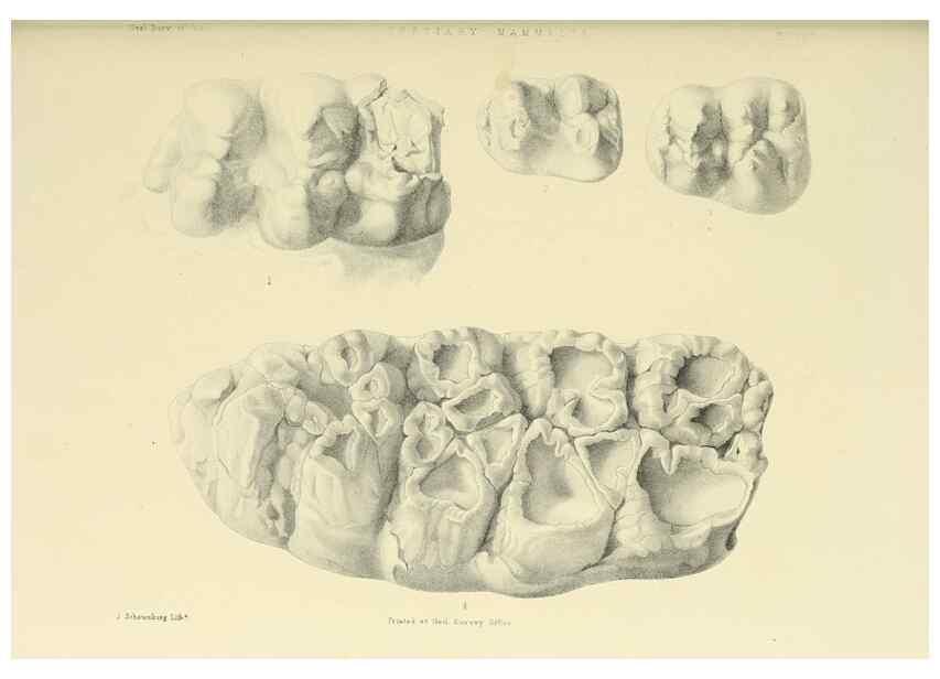 Reproducción/Reproduction 49497979273: Indian Tertiary and post Tertiary Vertebrata.. Calcutta :Geological Survey Office [etc., etc.],1874-1902.. 