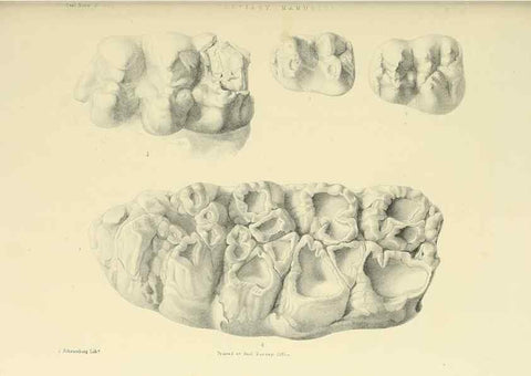 Reproducción/Reproduction 49497979273: Indian Tertiary and post Tertiary Vertebrata.. Calcutta :Geological Survey Office [etc., etc.],1874-1902.. 
