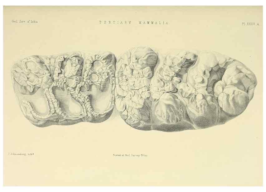 Reproducción/Reproduction 49498475561: Indian Tertiary and post Tertiary Vertebrata.. Calcutta :Geological Survey Office [etc., etc.],1874-1902.. 