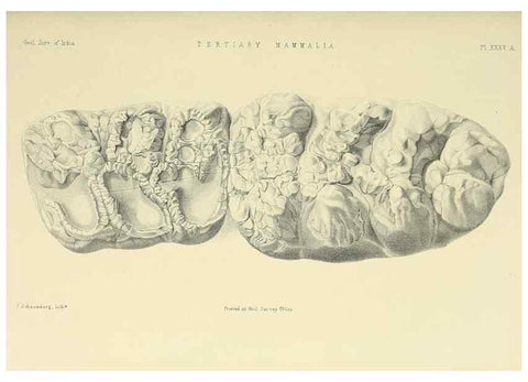 Reproducción/Reproduction 49498475561: Indian Tertiary and post Tertiary Vertebrata.. Calcutta :Geological Survey Office [etc., etc.],1874-1902.. 
