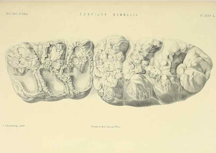 Reproducción/Reproduction 49498475561: Indian Tertiary and post Tertiary Vertebrata.. Calcutta :Geological Survey Office [etc., etc.],1874-1902.. 