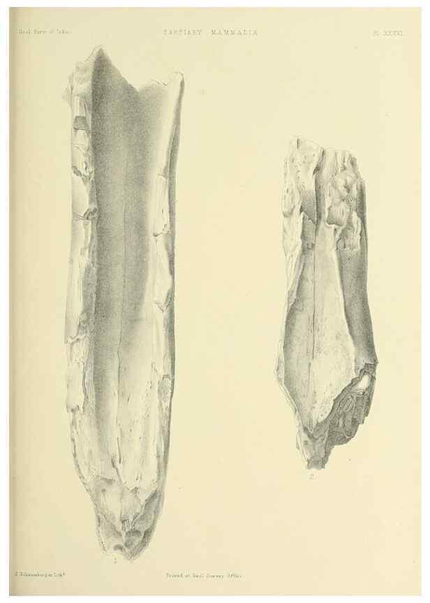 Reproducción/Reproduction 49498475926: Indian Tertiary and post Tertiary Vertebrata.. Calcutta :Geological Survey Office [etc., etc.],1874-1902.. 