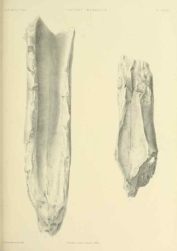 Reproducción/Reproduction 49498475926: Indian Tertiary and post Tertiary Vertebrata.. Calcutta :Geological Survey Office [etc., etc.],1874-1902.. 