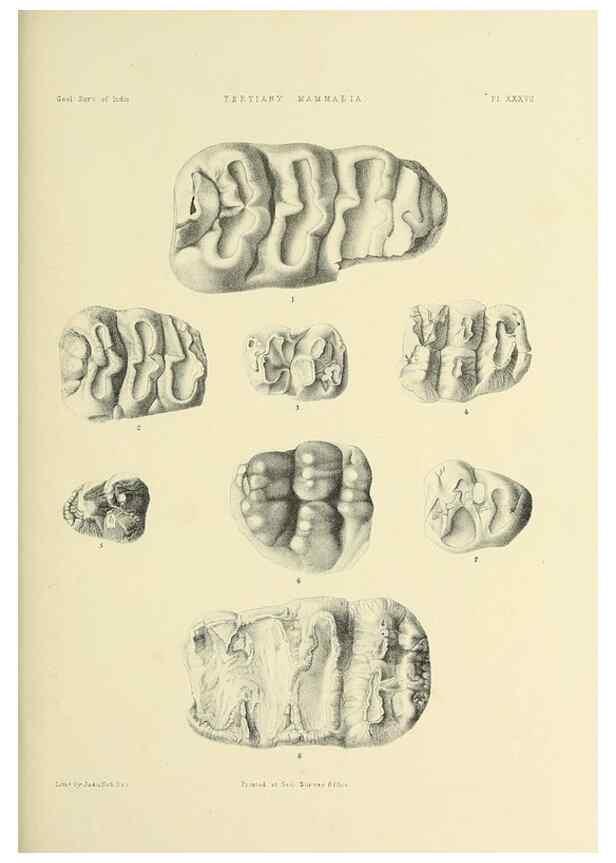 Reproducción/Reproduction 49498476246: Indian Tertiary and post Tertiary Vertebrata.. Calcutta :Geological Survey Office [etc., etc.],1874-1902.. 